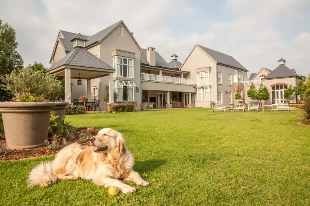 Golden-retriever-at-home--lying-relaxed-in-the-beautiful-big-garden-of-the-big-mansion-house-where-she-lives--176700232053...