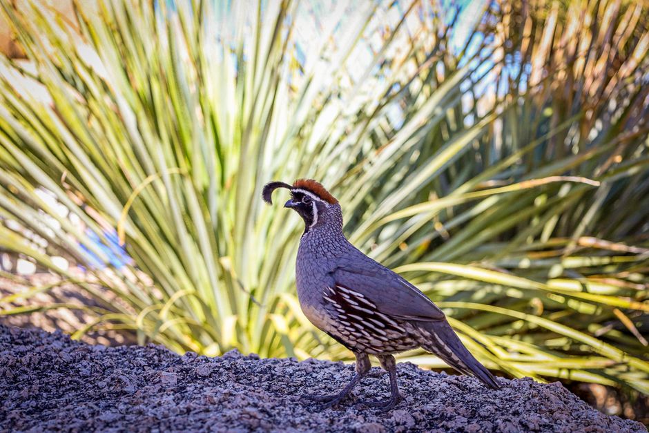 A charismatic Greater Roadrunner bird standing on a gravel path in a landscaped desert garden with cacti and native plants in Baja California.